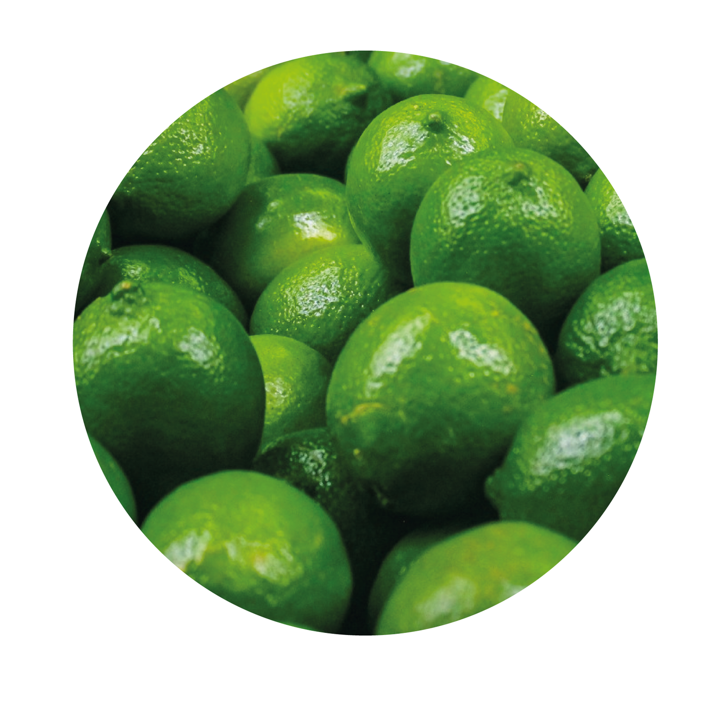 PERSIAN LIME// ORGANIC PERSIAN LIME