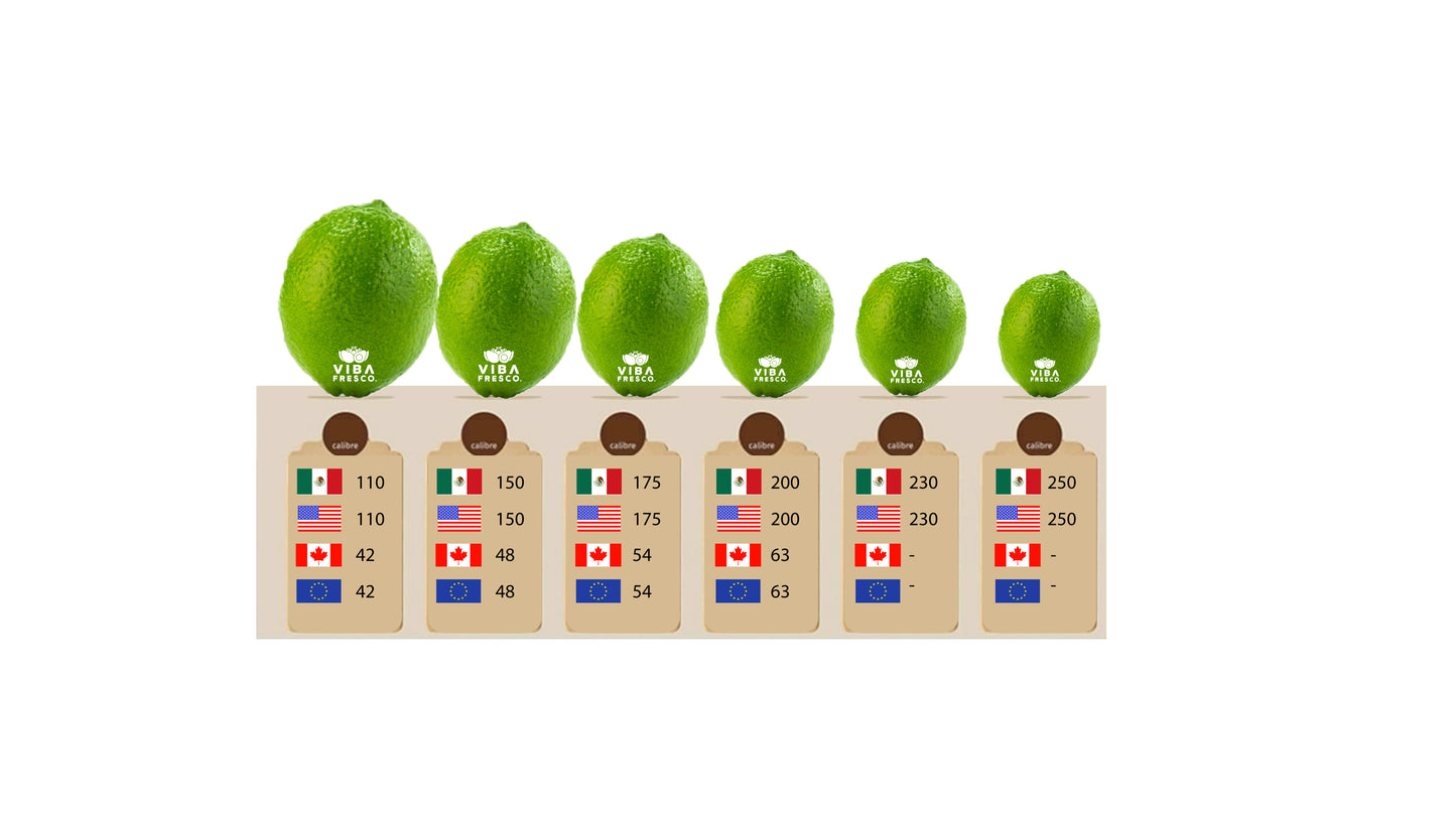 PERSIAN LIME// ORGANIC PERSIAN LIME