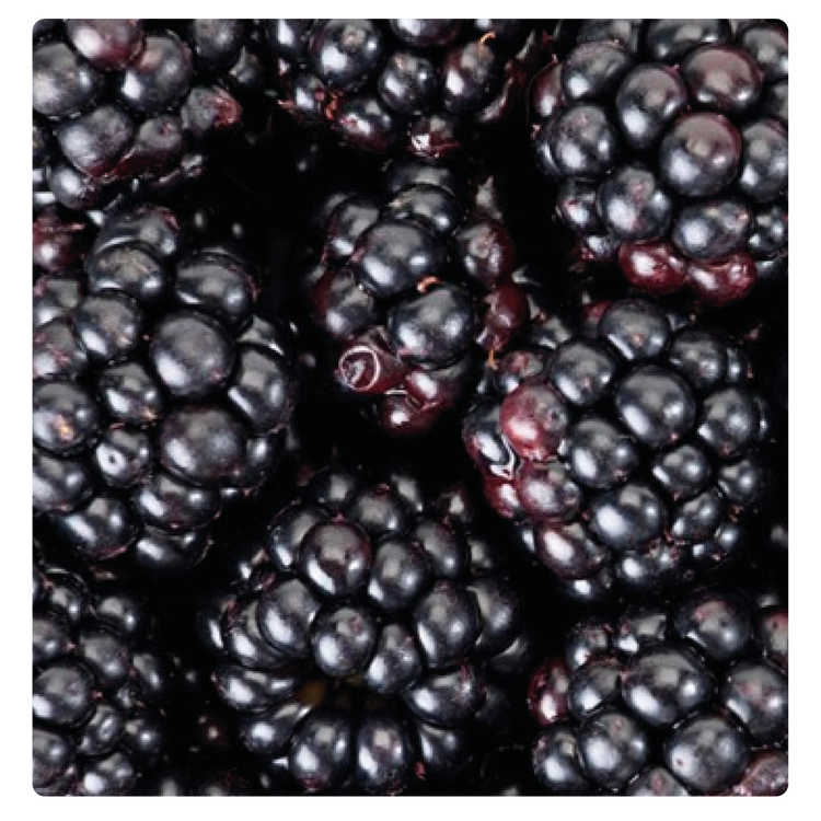 FROZEN BLACKBERRY